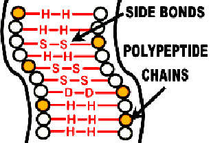 polypeptide chain in hair